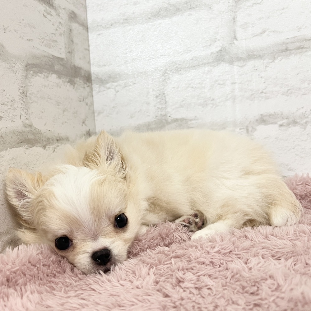 アピールがあざとかわいいチワワくん＊ペットショップ犬の家京都樟葉店